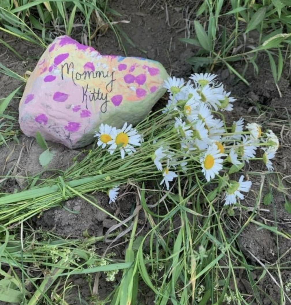 Home Burial site of a beloved deceased animal with a painted rock marker saying Momma Kitty and flowers. Burial Guidelines linked below