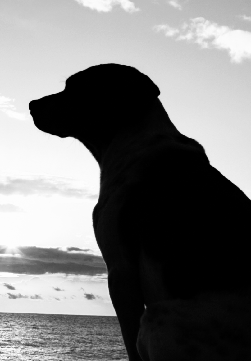 Silhouette black and white image of a lab on the beach