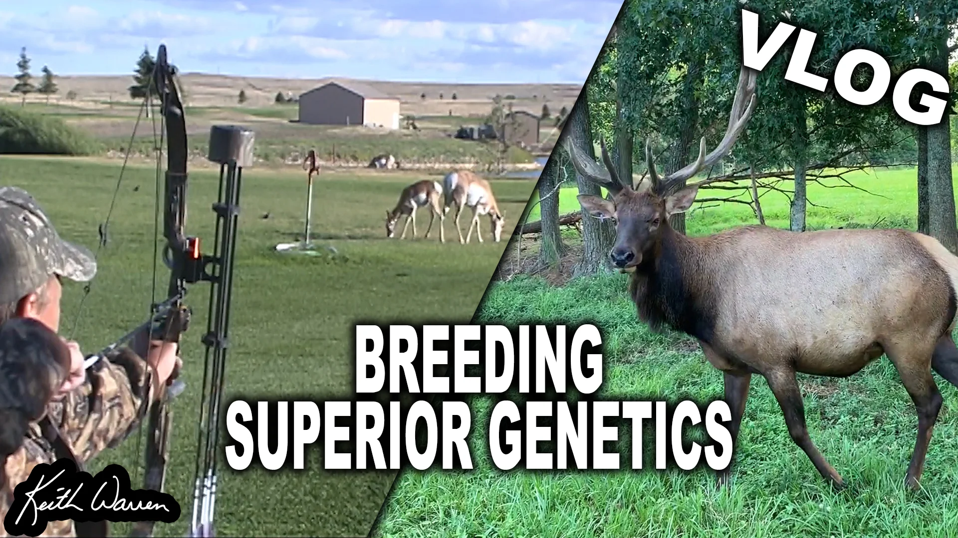Breeding Bull Elk and a Hunter gets Hole-in-One!