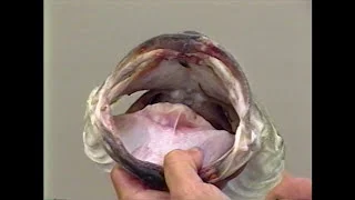 Throwback Thursday | Giant Texas Bass | Texas Angler