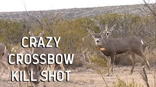 Craziest Crossbow Deer Hunt Ever