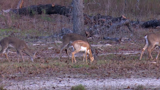 Deer hunting at Texas Hidden Springs Ranch