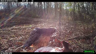 Hawks Battling over a Deer Carcass | Reconyx Game Camera