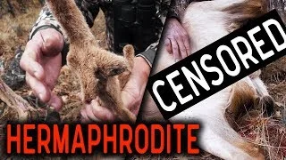 Hunting a Crazy HERMAPHRODITE Mule Deer!!!`