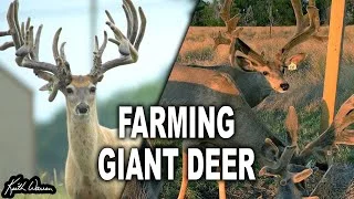 Inside Peek at Breeding Mule Deer and Whitetails!