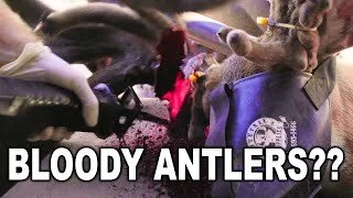 AMPUTATING GIANT ANTLERS off a WHITETAIL BUCK