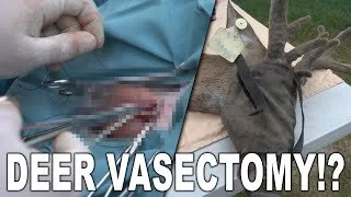 Whitetail Buck gets SNIPPED! | Vasectomy Procedure