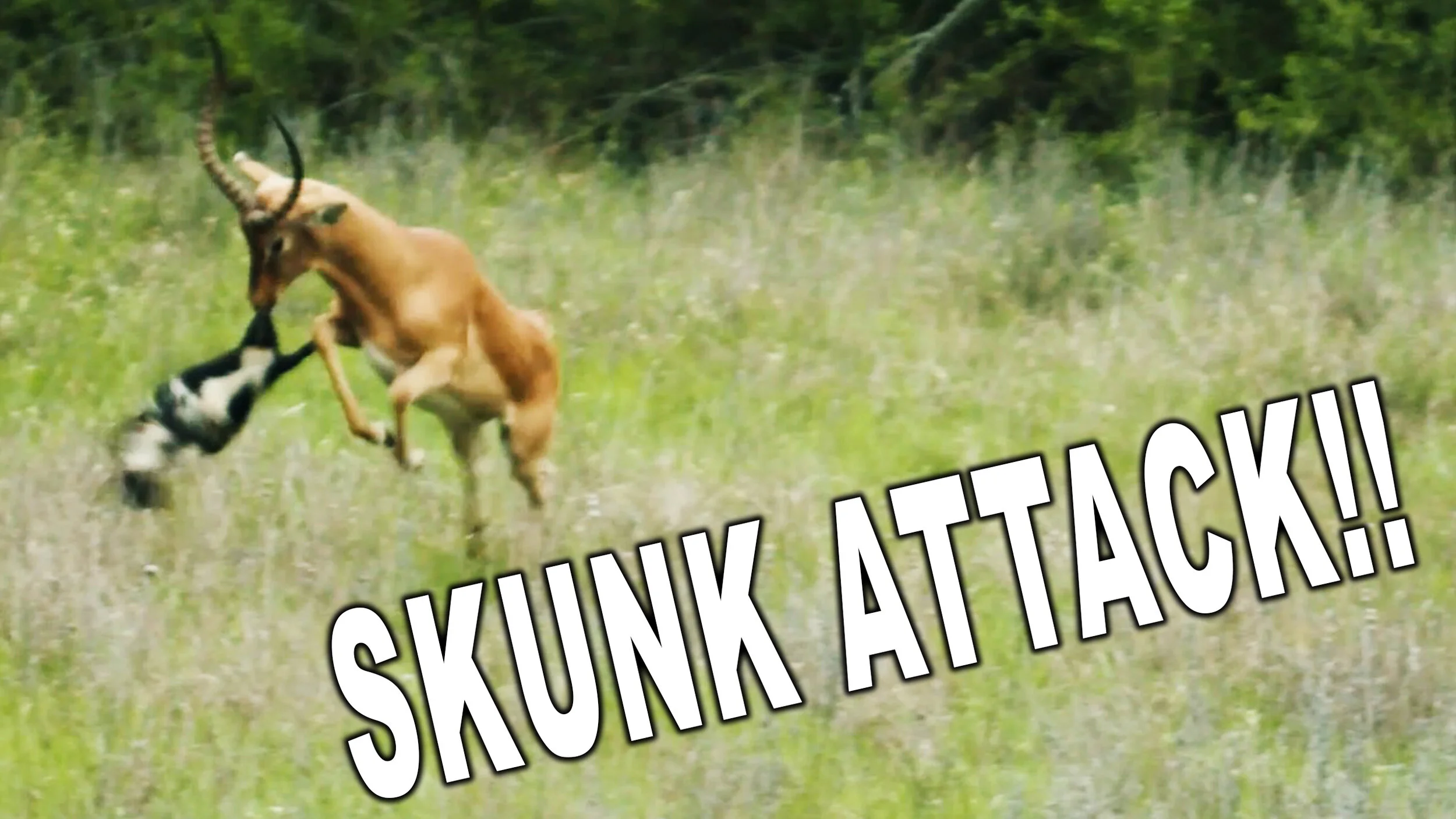 Skunk ATTACKS Impala!!!