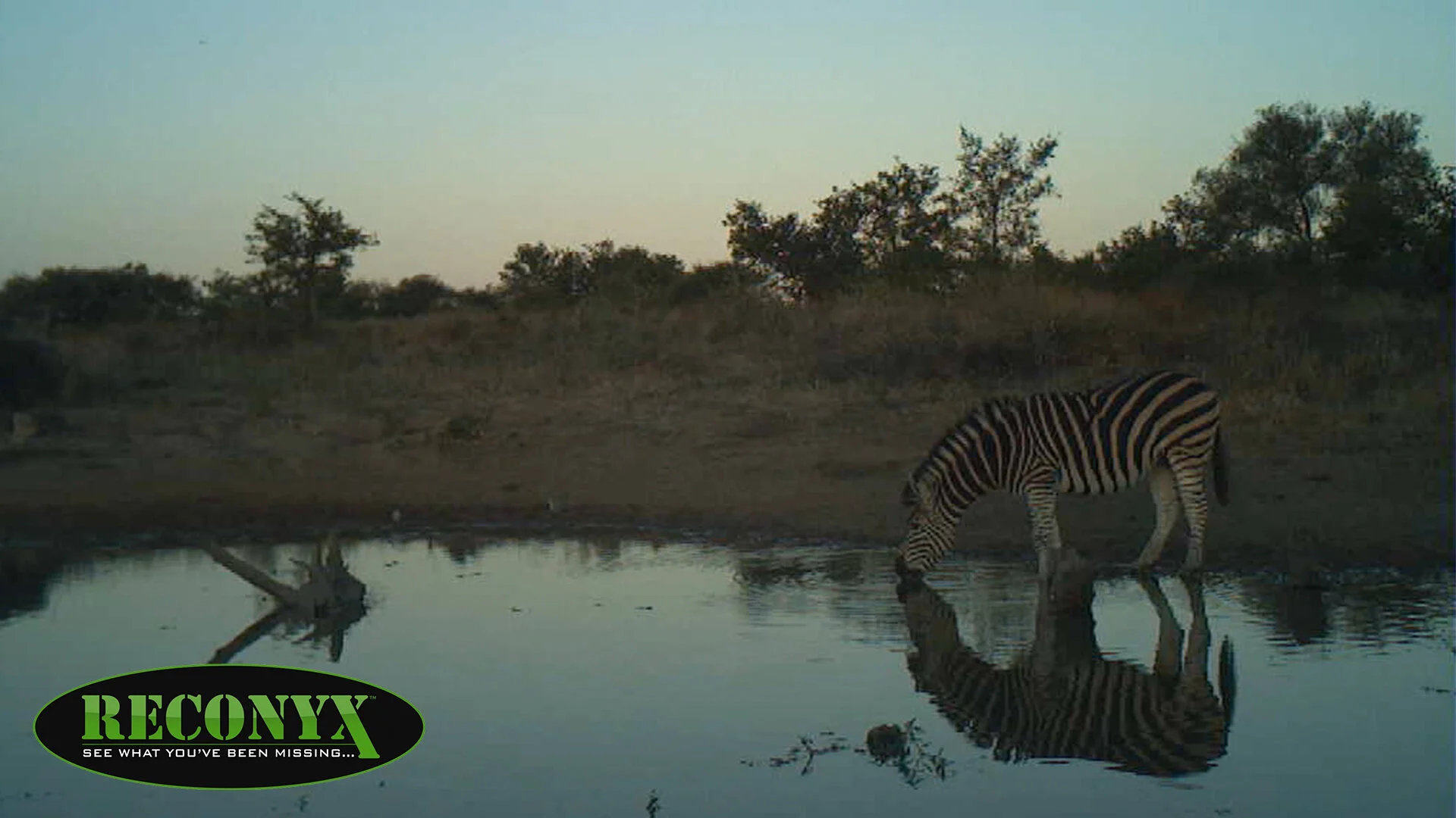 AfricaZebra2.jpg