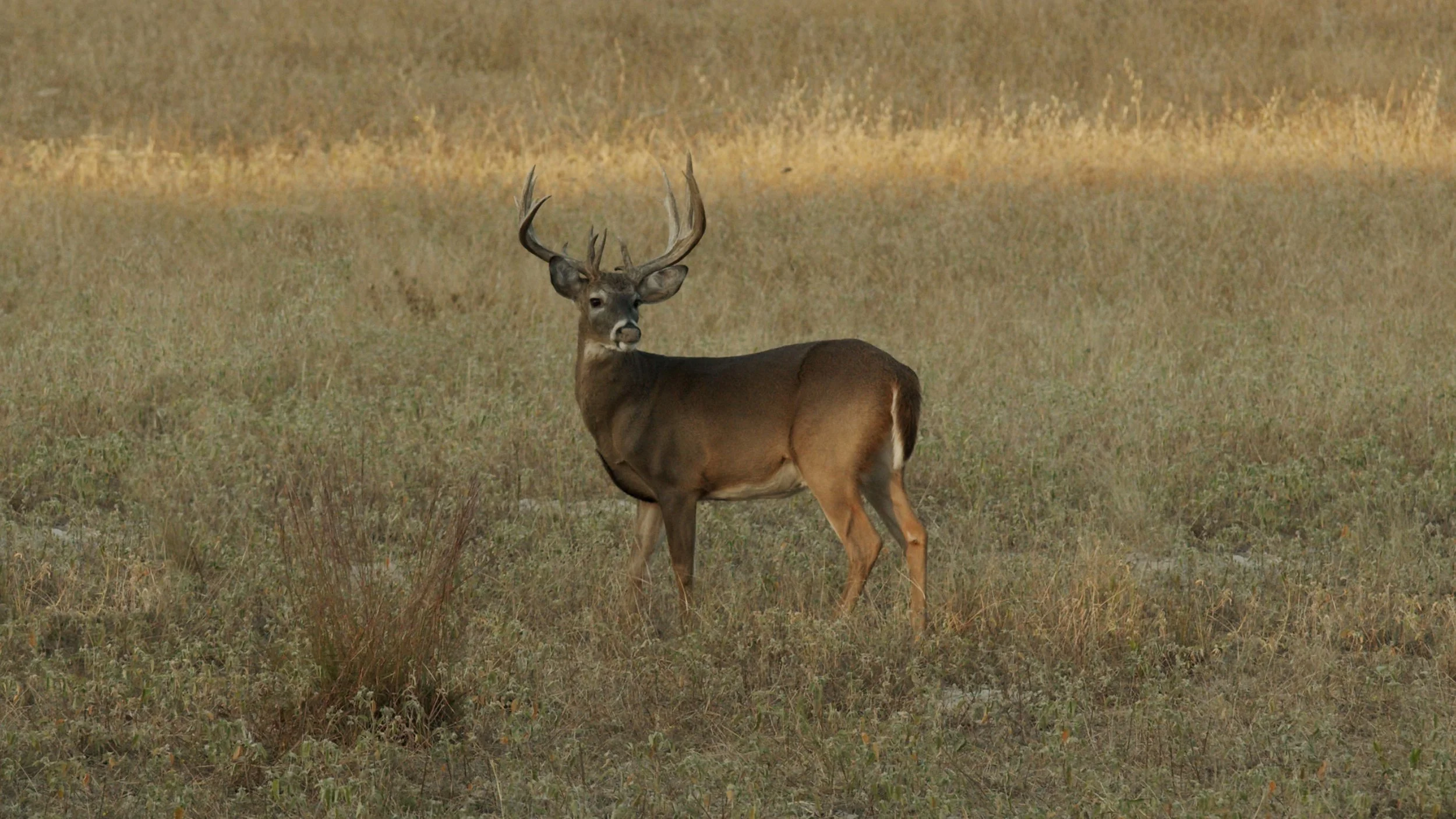Buck2.5.jpg