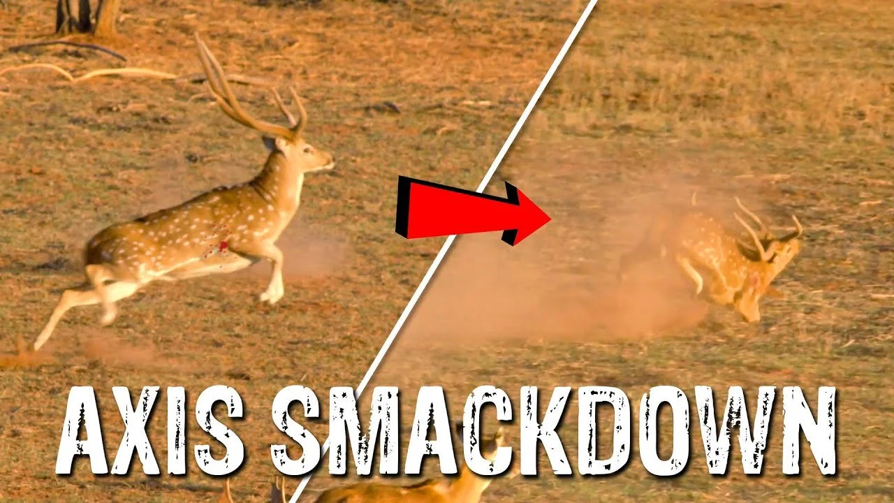 AXIS FACEPLANTS AFTER HEART SHOT