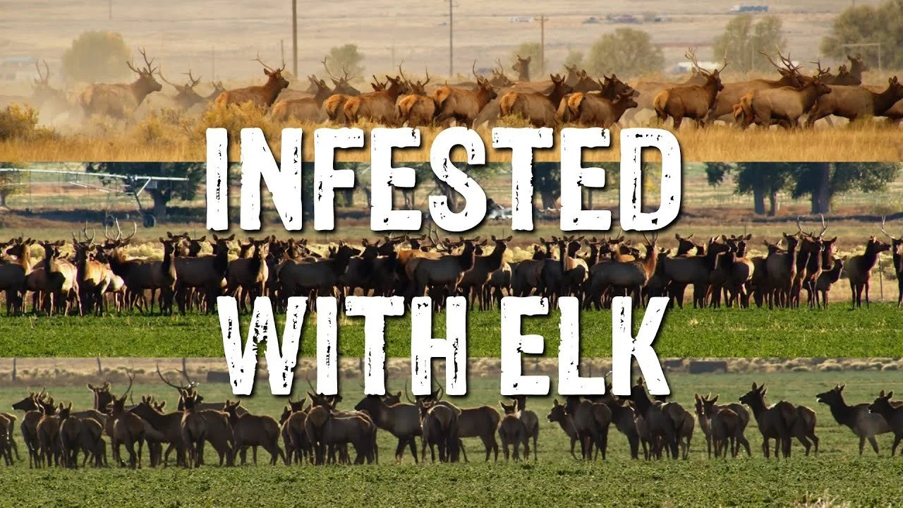 Absolutely INFESTED with ELK | Rocky Mountain Youth Project