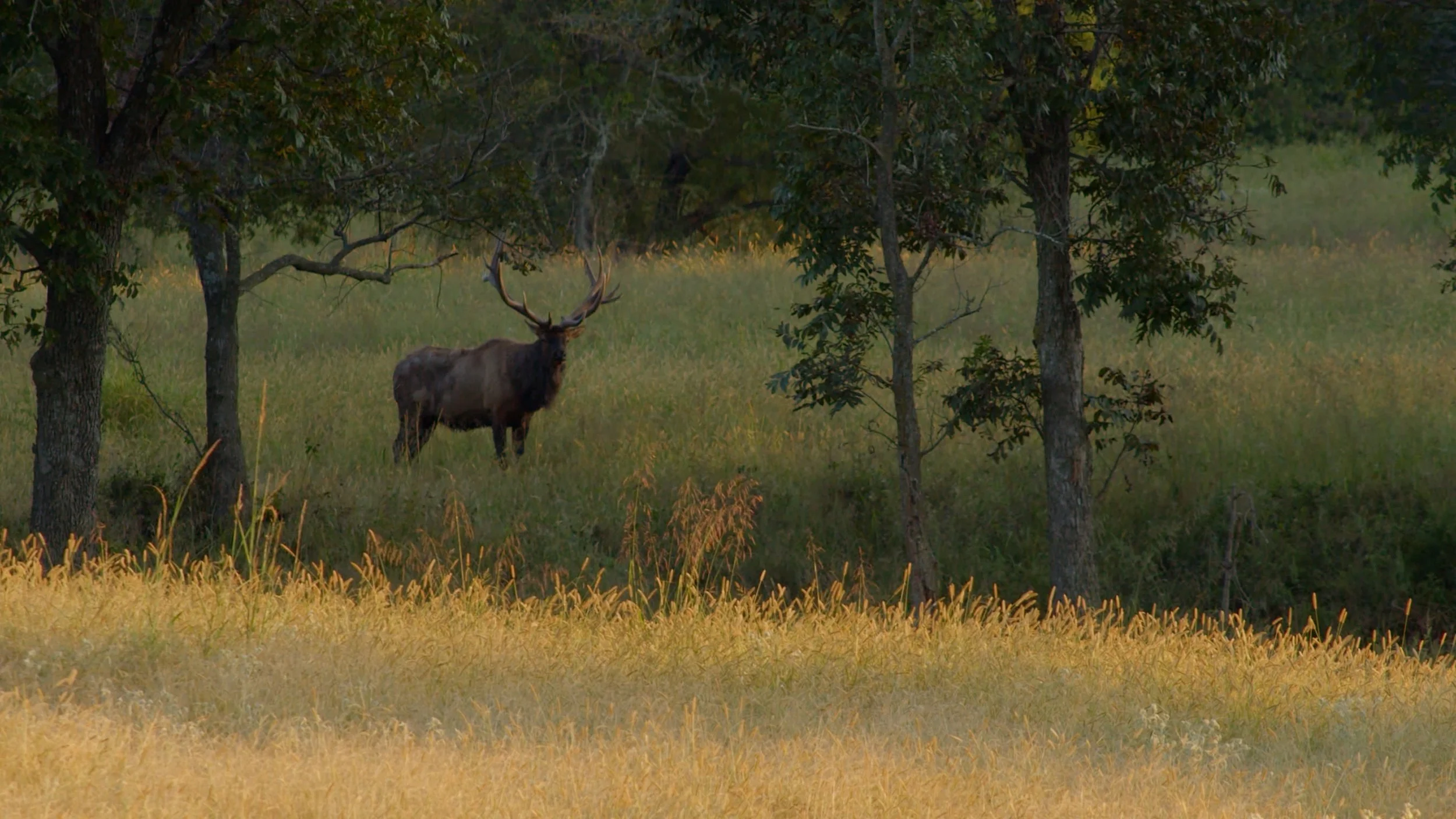 FID95_Venator Rafter P Elk and Red Stag-Day1-Black Magic-VID-A287_09051314_C022.mp4.13_15_00_04.Still001.jpg