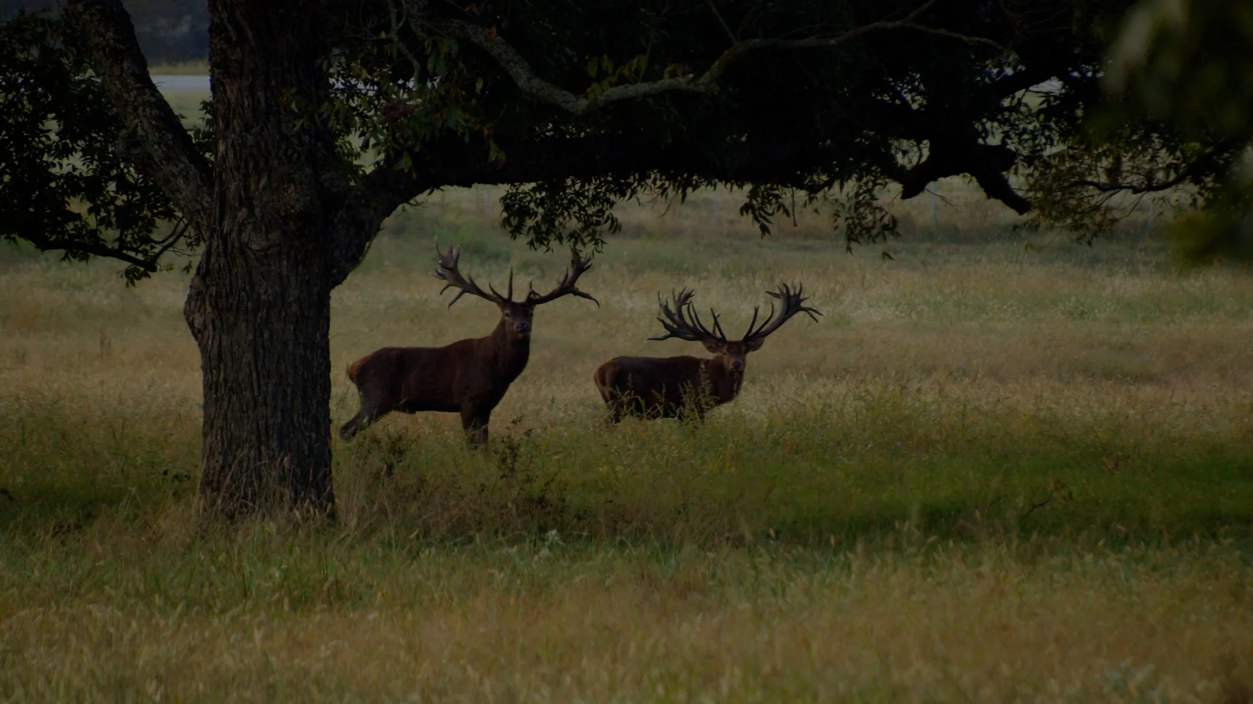 FID95_Venator Rafter P Elk and Red Stag-Day2 Morning-Black Magic-VID-A001_09060200_C004.mp4.02_01_44_12.Still001.jpg
