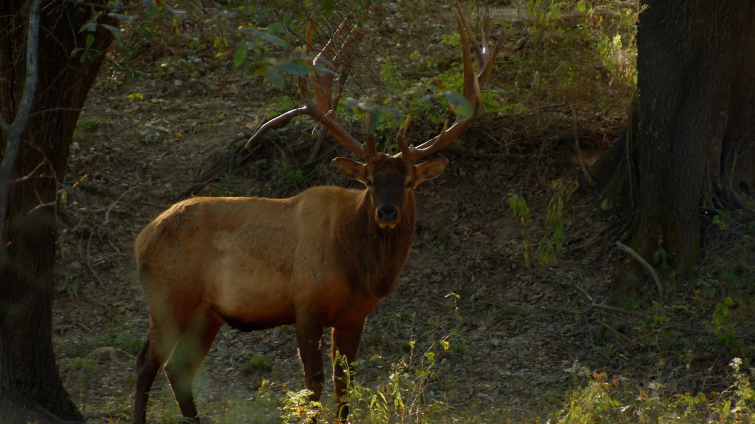 FID95_Venator Rafter P Elk and Red Stag-Day2 Morning-Black Magic-VID-A001_09060329_C069.mp4.03_29_26_47.Still001.jpg