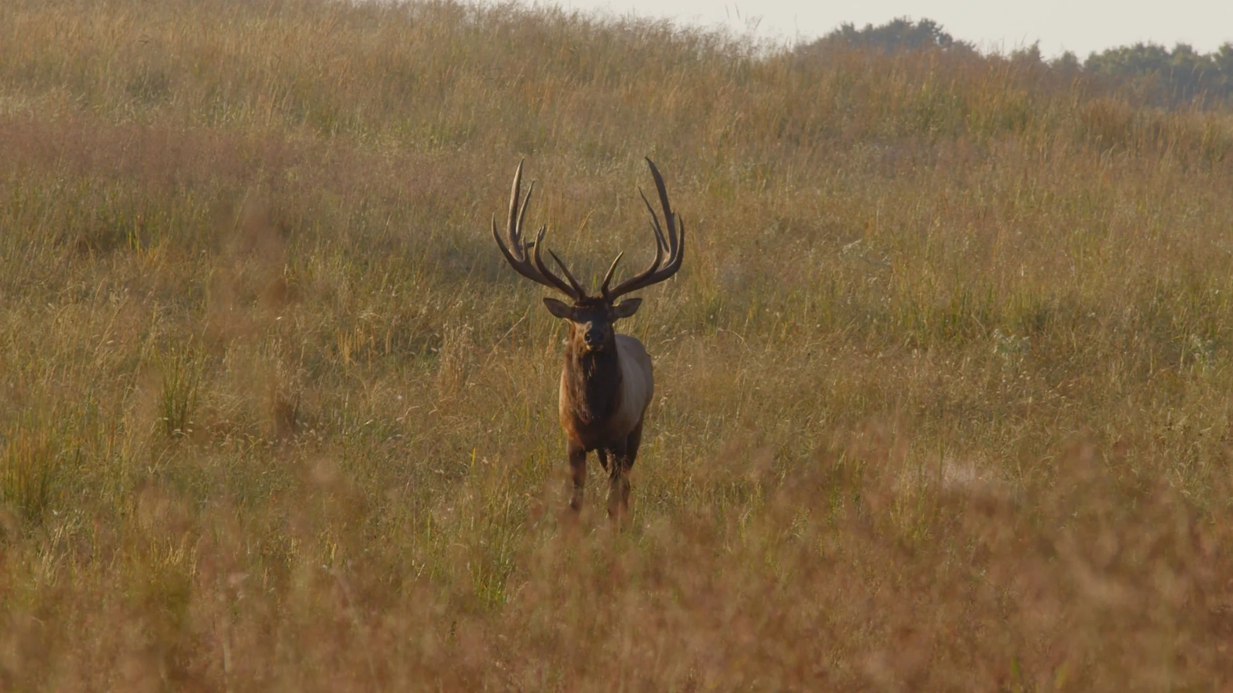 FID95_Venator Rafter P Elk and Red Stag-Day3-Black Magic-VID-A290_09070252_C037.mp4.02_54_25_54.Still001.jpg