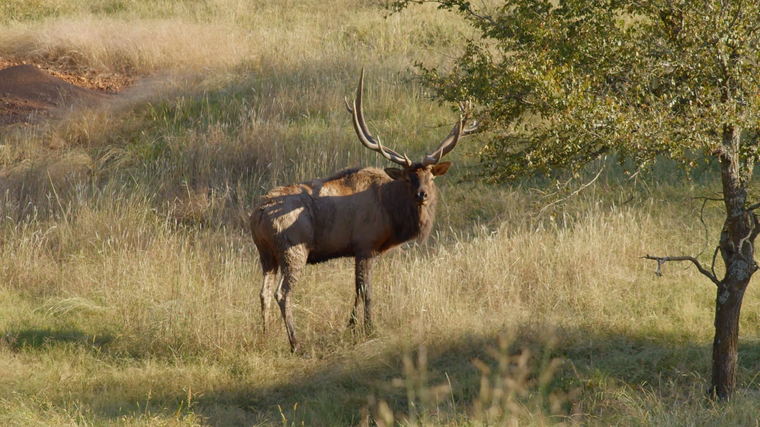 FID95_Venator Rafter P Elk and Red Stag-Day1-Black Magic-VID-A287_09051203_C002.mp4.12_06_29_20.Still001.jpg