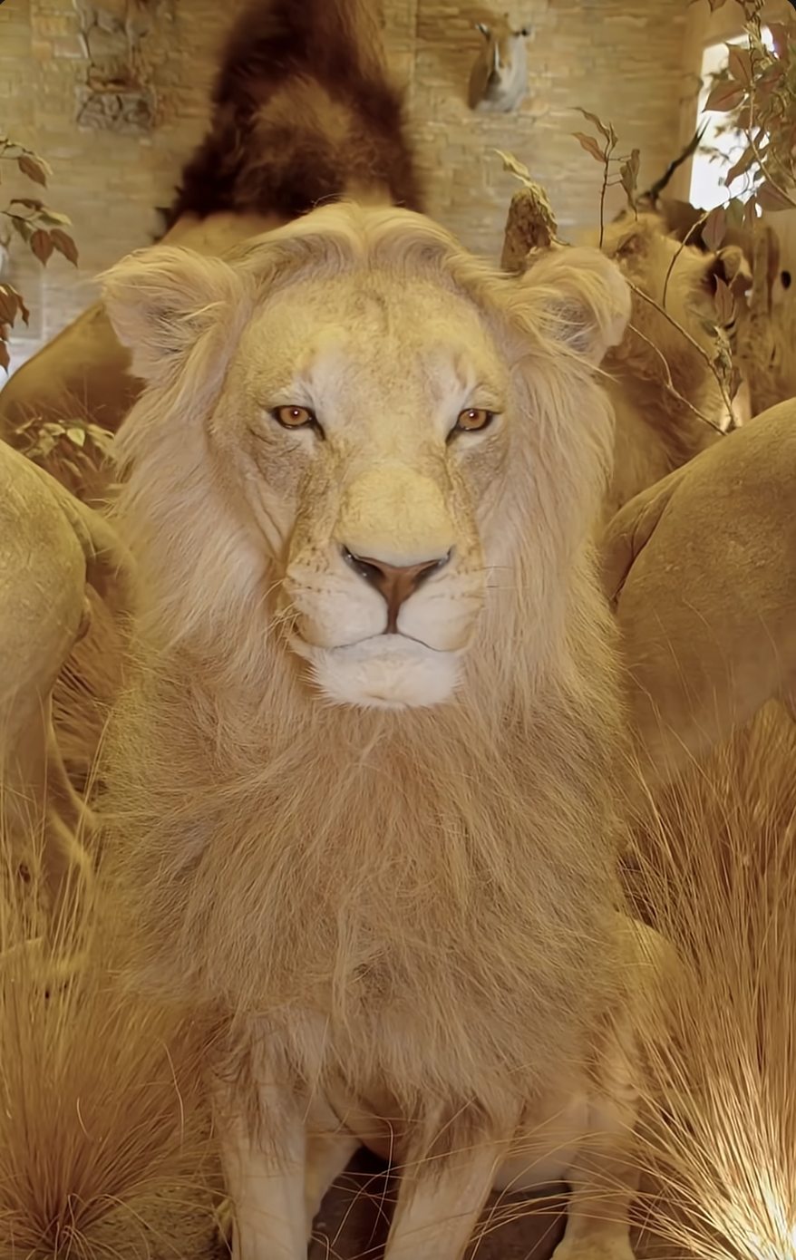 GIANT LION Taxidermy!