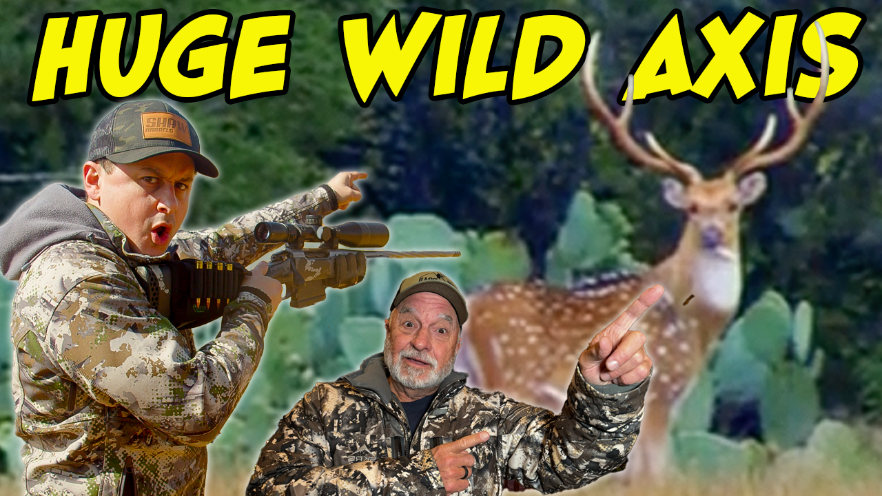 Huge Free Range Axis Buck