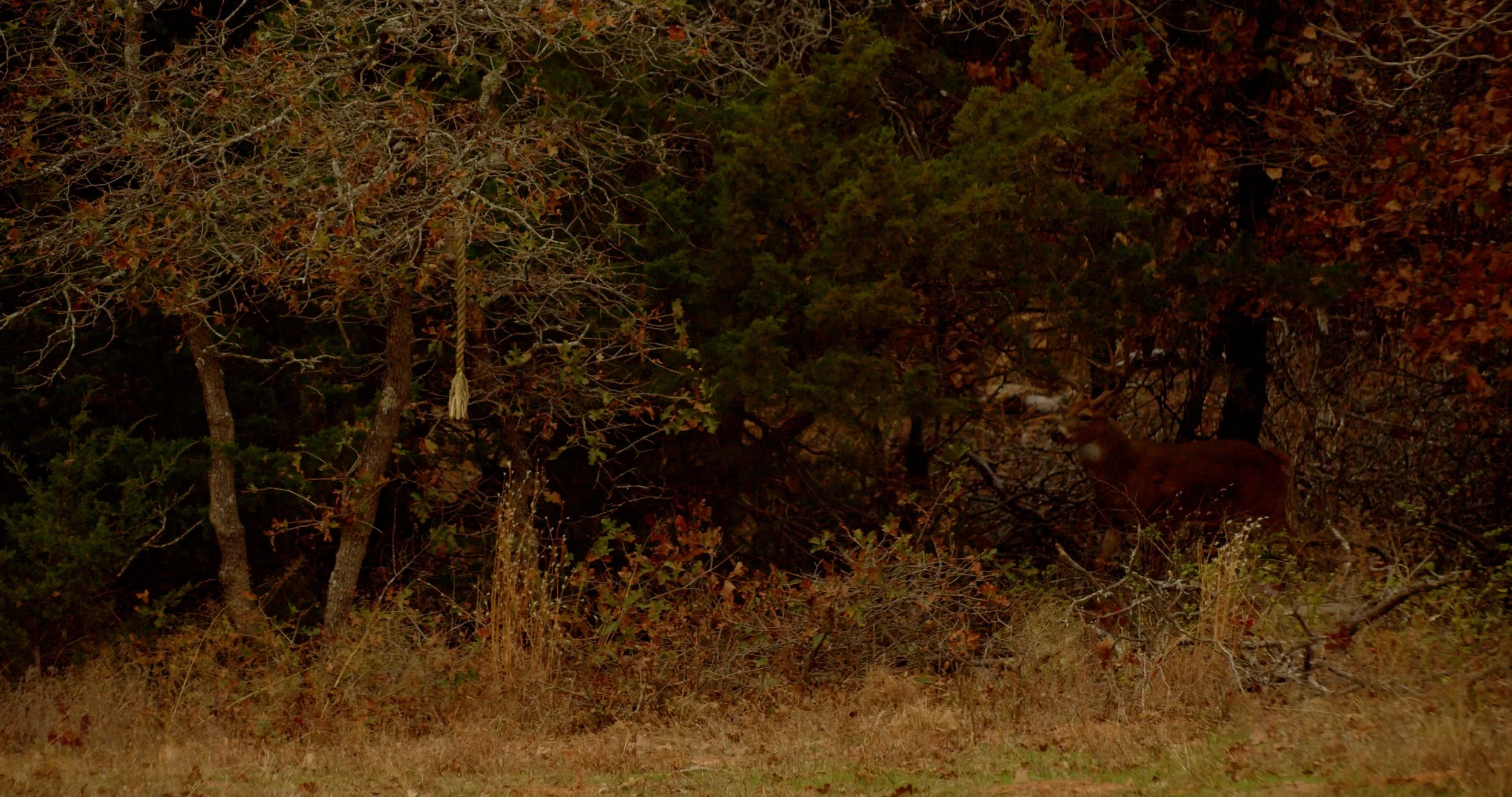 FID106_Mark Peeples Regufe Whitetail-Black Magic-VID-A316_11062243_C042.mp4.22_43_44_47.Still001.jpg