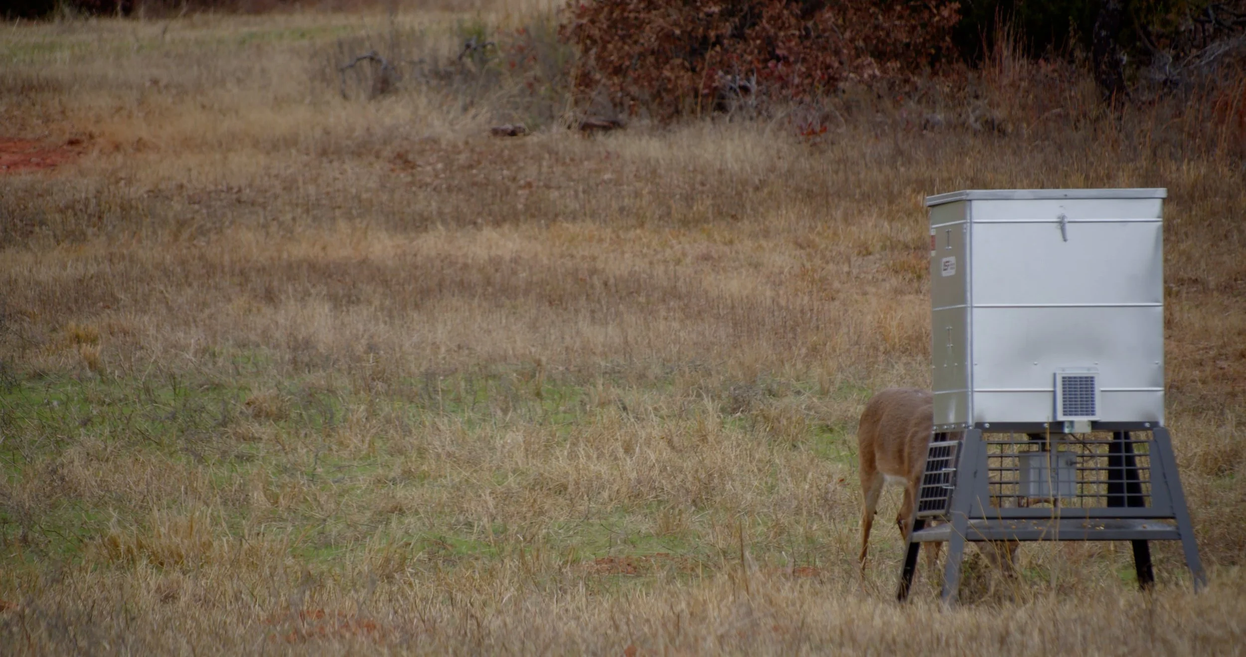 FID106_Mark Peeples Regufe Whitetail-Black Magic-VID-A316_11061420_C022.mp4.14_20_34_15.Still001.jpg