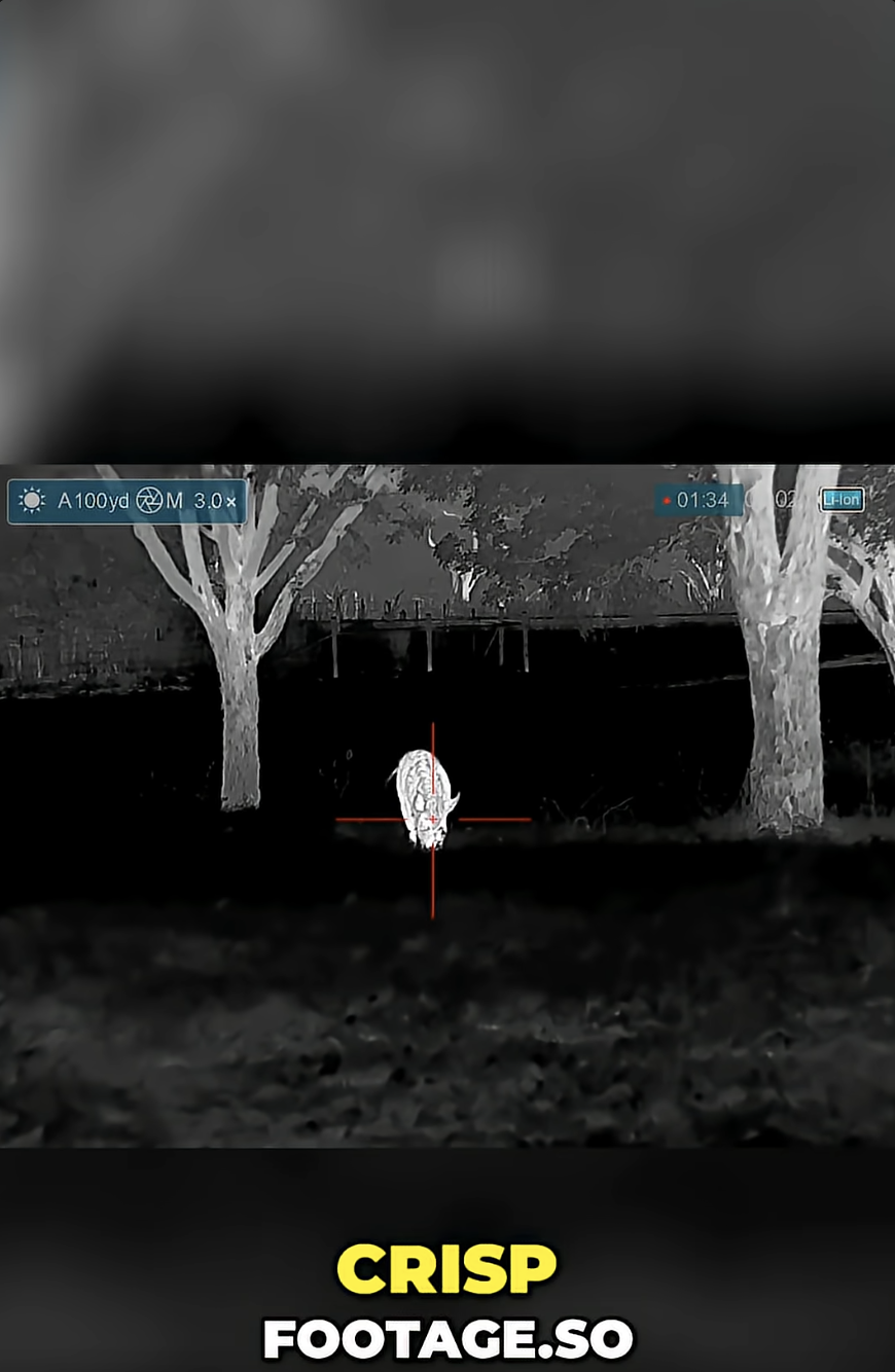 Missed Hog Shot! Then MORE Pigs Appear! #shorts