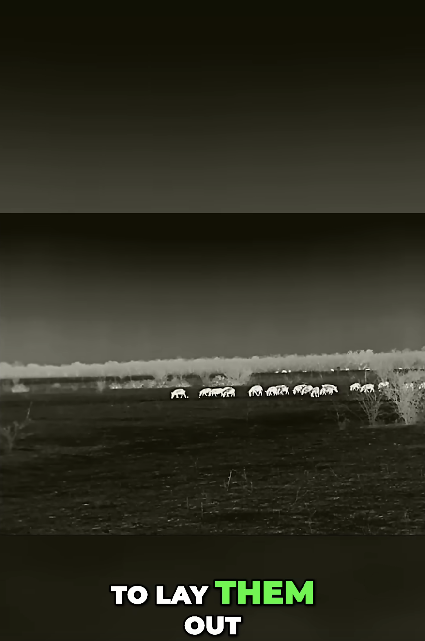 Hog Hunting Chaos! Epic Nighttime Hunt Goes Wild!