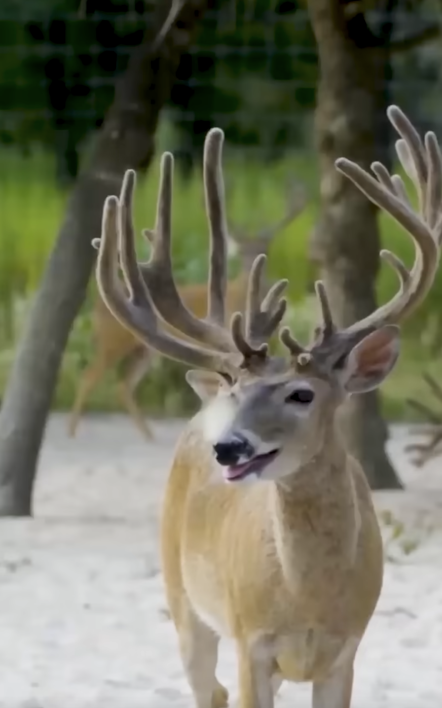 Clear Brush in a Hurry!  @RutMFG   #highroadhunting