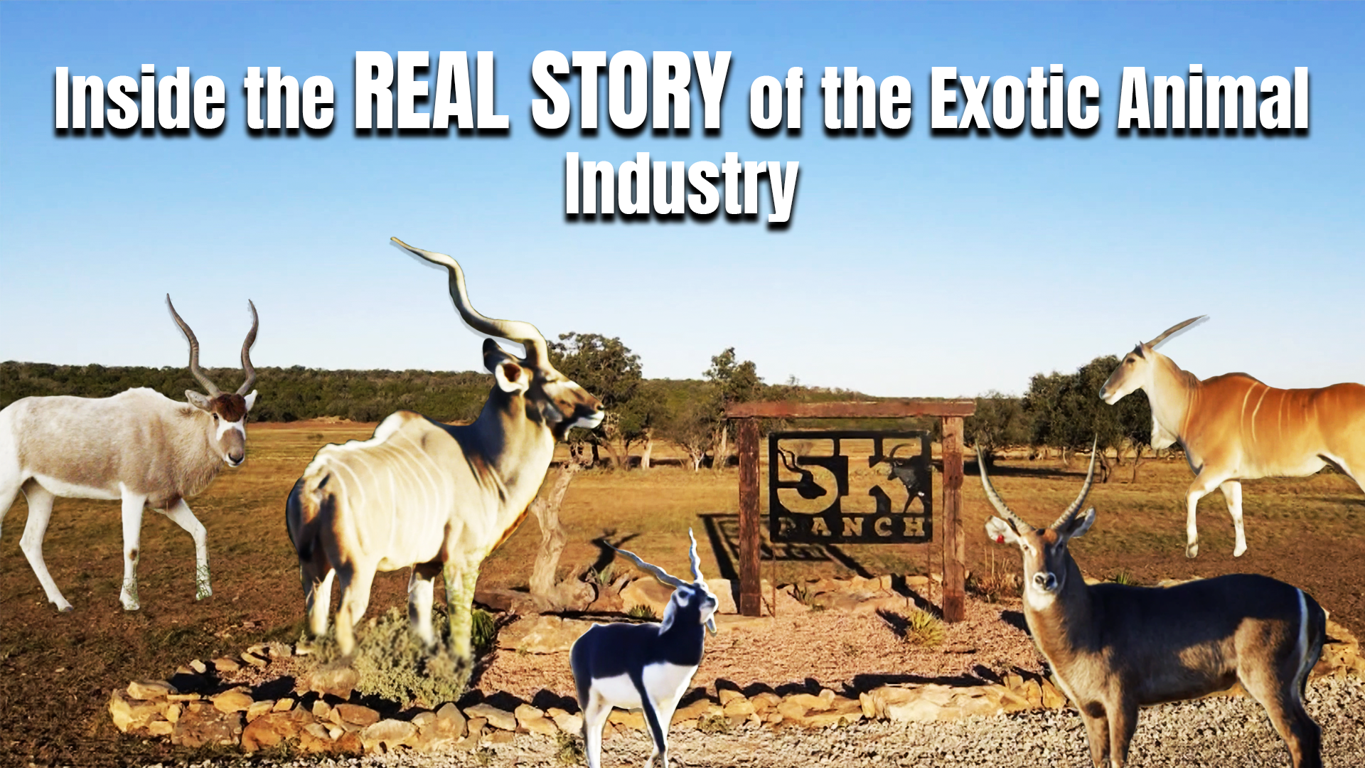 Inside the REAL STORY of the Exotic Animal Industry