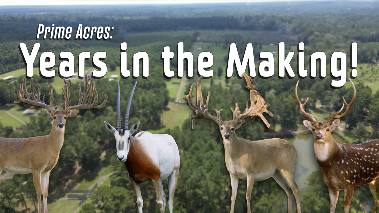 Prime Acres Whitetails and Exotics: Years in the Making