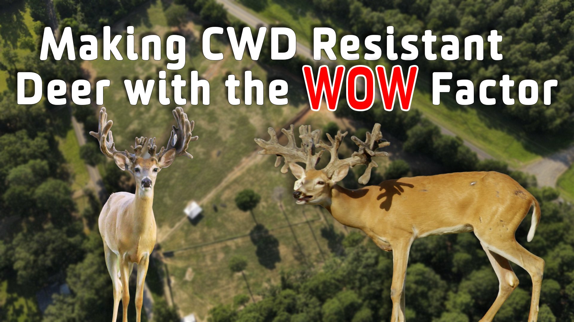 Preparing for CWD Early: How Daniel Thomas Whitetails Stayed Ahead