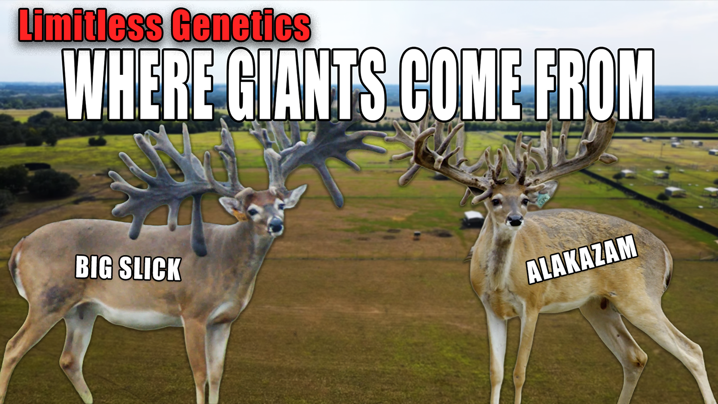 Limitless Genetics: Where Whitetail Legends Are Made