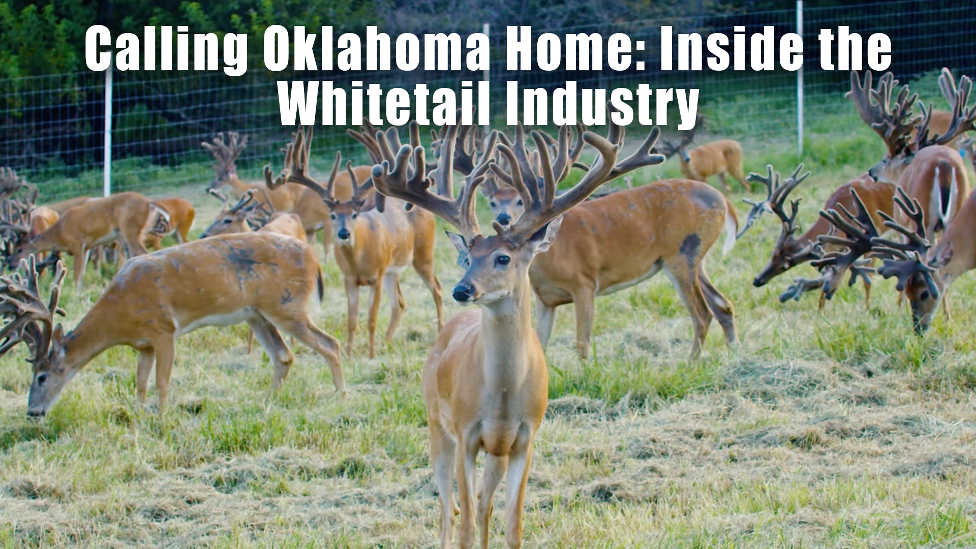 Calling Oklahoma Home: Inside the State’s Whitetail Industry
