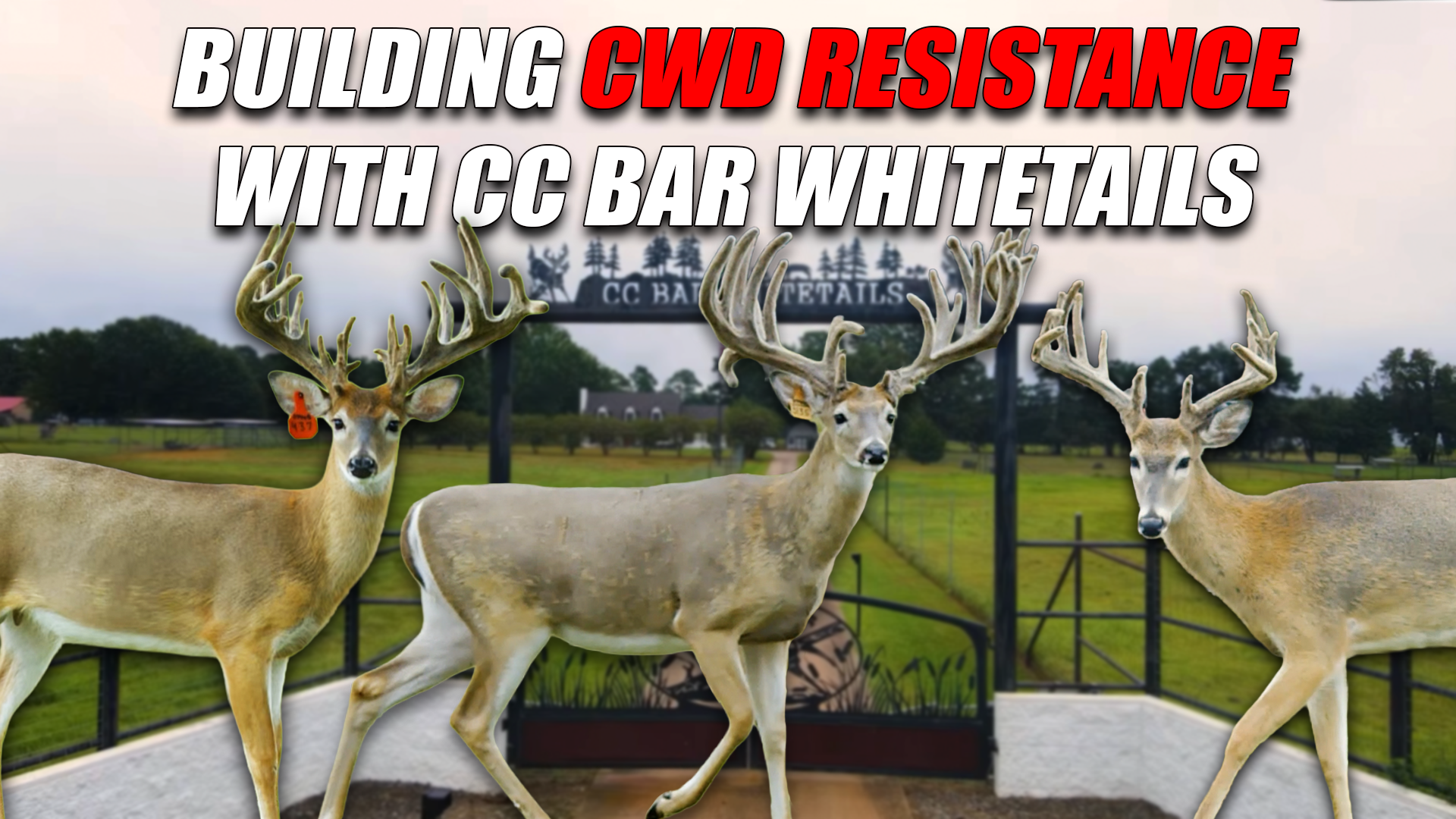 Building Resistance: Inside CC Bar Whitetails’ Fight Against CWD
