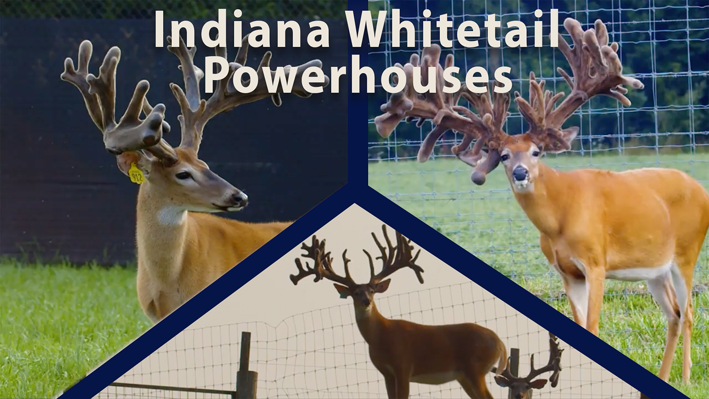 Indiana Whitetail Powerhouses: The Genetics Behind Giant Deer