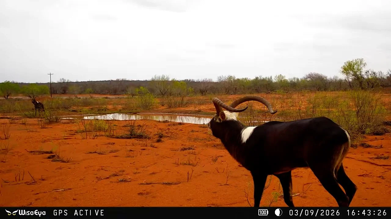 FID115_G2 Ranch Bryson Axis & Nilgai Giveaway 2026-WiseEye-VID-GHRE0649.MOV.00_00_00_00.Still001.jpg