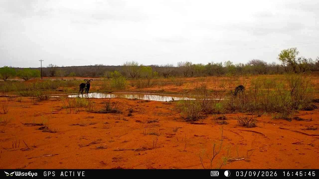 FID115_G2 Ranch Bryson Axis & Nilgai Giveaway 2026-WiseEye-VID-GHRE0650.MOV.00_00_28_05.Still001.jpg