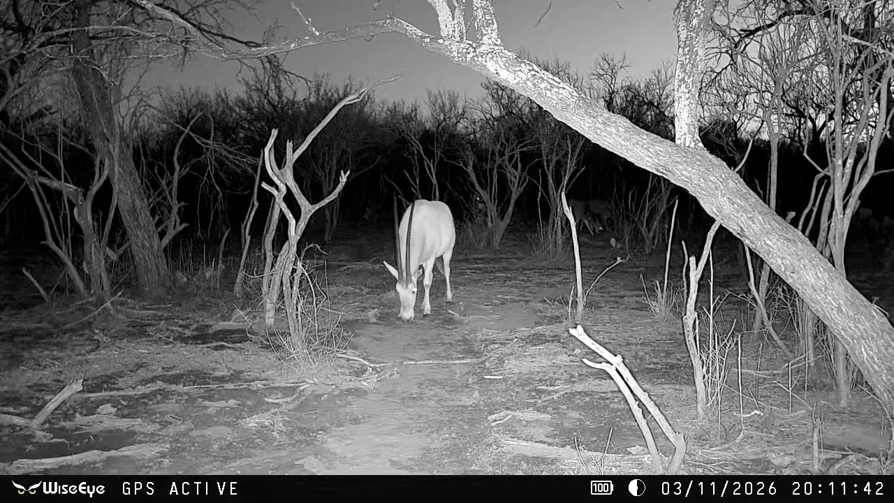FID115_G2 Ranch Bryson Axis & Nilgai Giveaway 2026-WiseEye-VID-GHRE0700.MOV.00_00_00_00.Still001.jpg