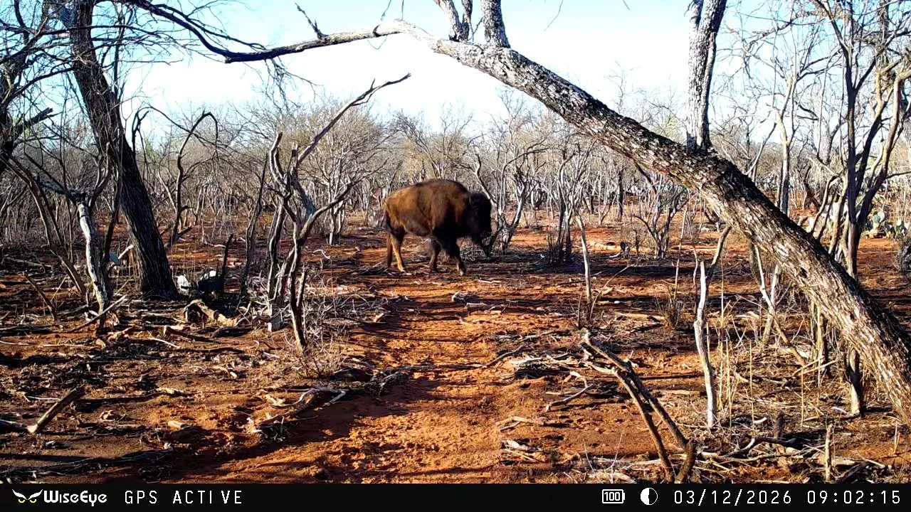 FID115_G2 Ranch Bryson Axis & Nilgai Giveaway 2026-WiseEye-VID-GHRE0729.MOV.00_00_17_09.Still001.jpg