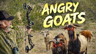 The Hunt For Angry Goats