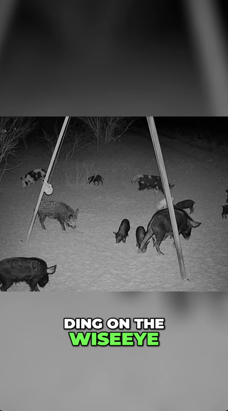 Hog Hunting: Night Vision &amp; Thermal Cameras Lead to Success! #shorts