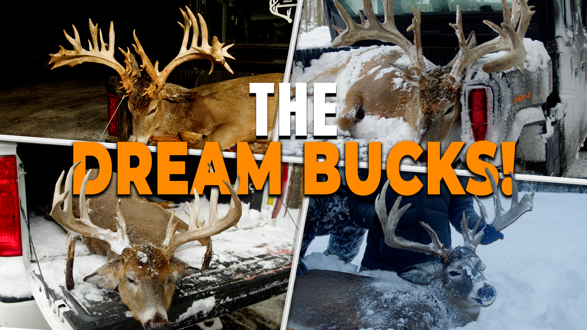 Whitetail Wonderland