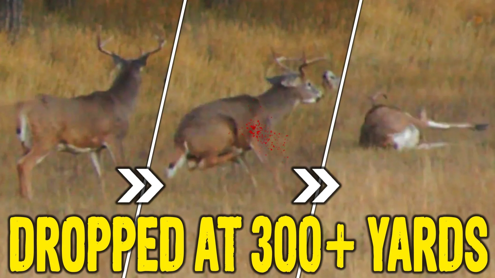 One shot DROP from OVER 300 yards!!