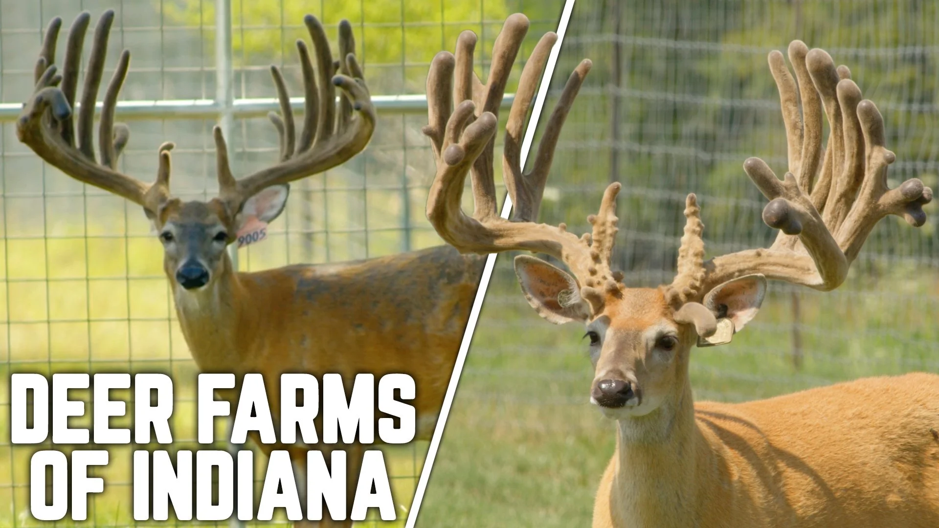 Amish Country Deer Blowout! | Indiana Deer Farms
