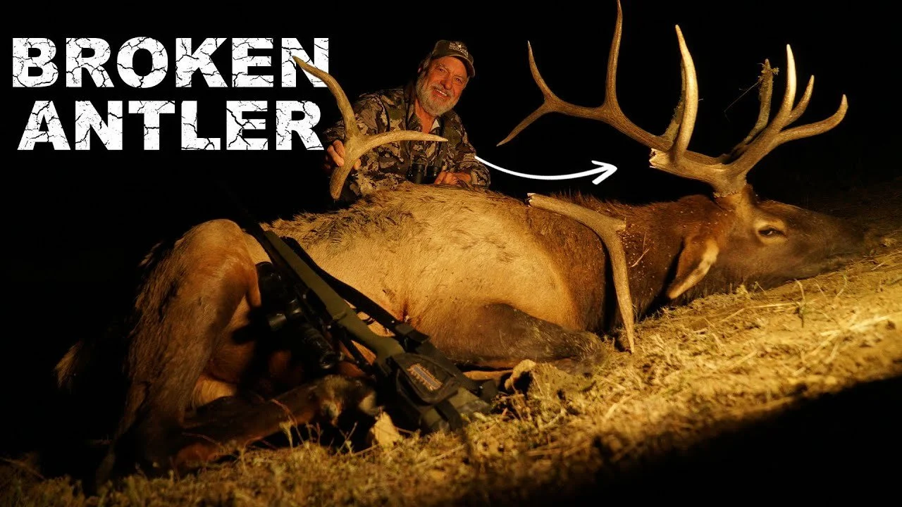 Elk BREAKS ANTLER After Tumbling Downhill!