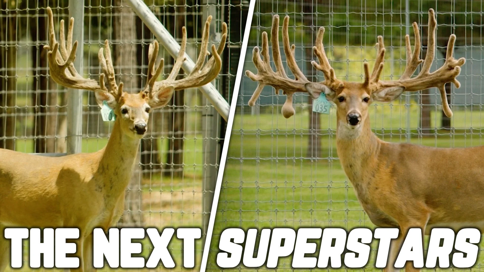 The Next Big Names in the Deer Industry! | Prime Acres 2023