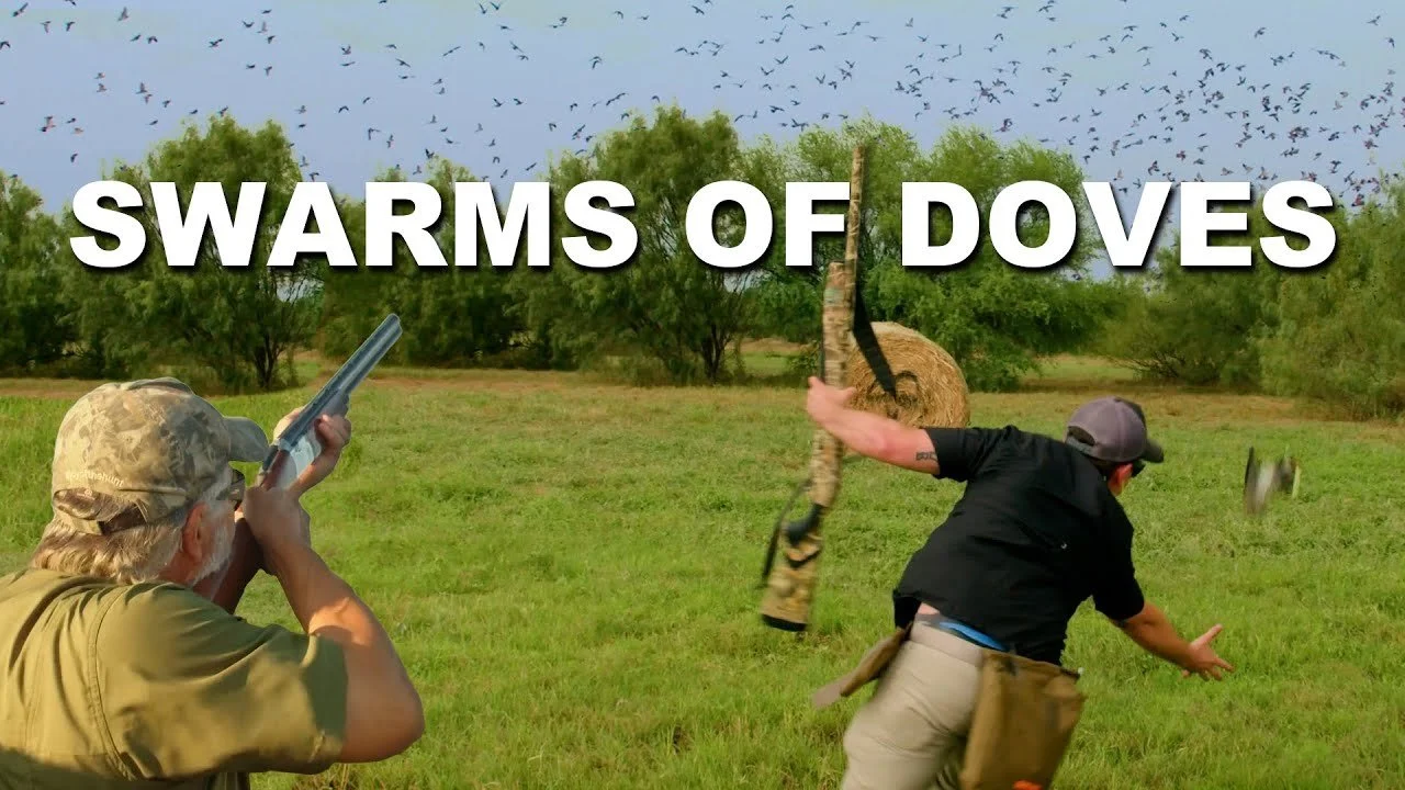 We Make it Rain Doves - We get Dive Bombed and Smoke Them