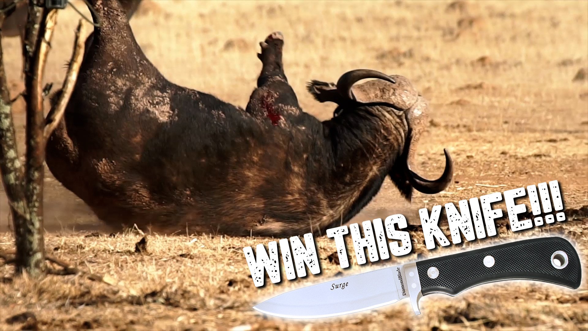 WORLD’S FIRST BUFFALO KILL WITH AN AIRGUN 