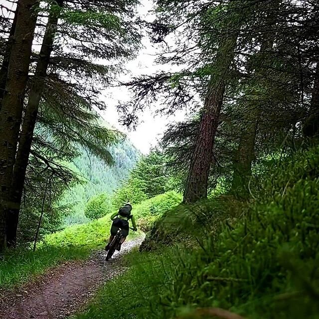 Damp singletrack in the woods was a good wakeup for stiff legs and bleary eyes this morning.
.
#lakesmtb #mtb #trees #lakedistrict #woodland #forest #morningride #damp #wetweather #flatpedalswinmedals #flowytrails #mountainbiking #mountainview #puddl