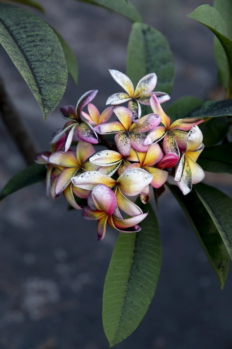 Frangipani, Inkjet canson barriet, 70 x 46,5 cm